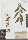 Foto von Salix alba L. x Salix fragilis L.